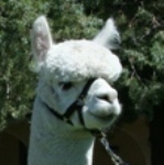 Accoyo Casanova